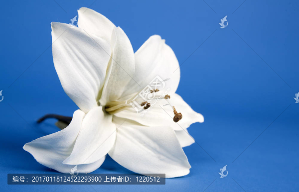 人工莉莉