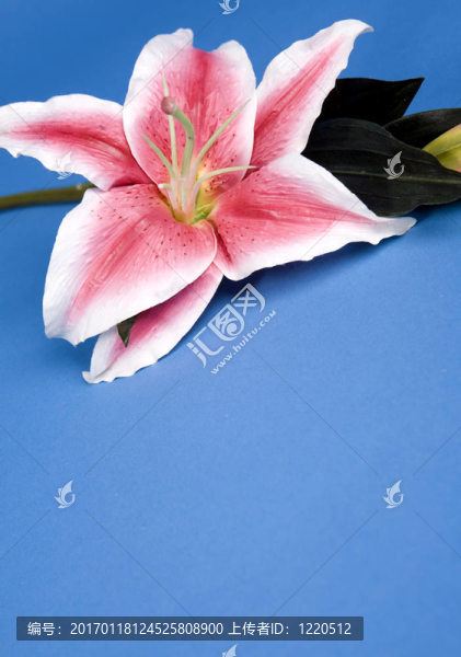 人工莉莉