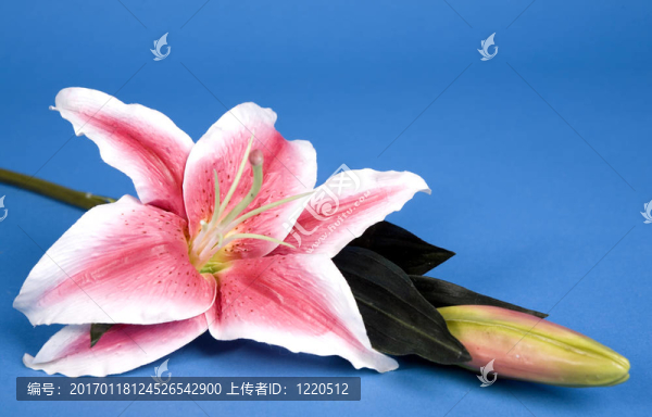 人工莉莉