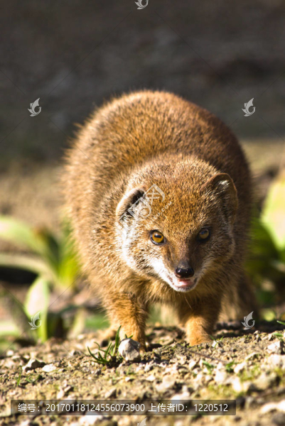 黃mangoose-匯圖網(wǎng) www.fosd68.com 黃mangoose