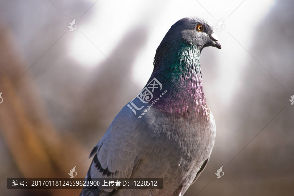 影子