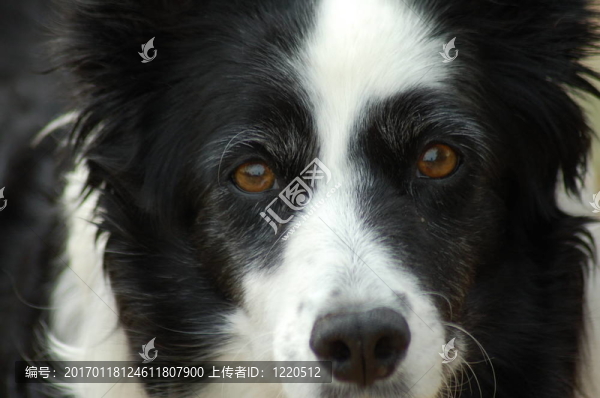 邊境牧羊犬