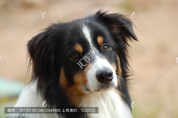 澳大利亞牧羊犬