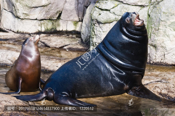 海獅