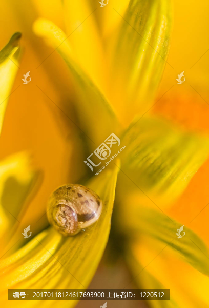 非常小的蝸牛