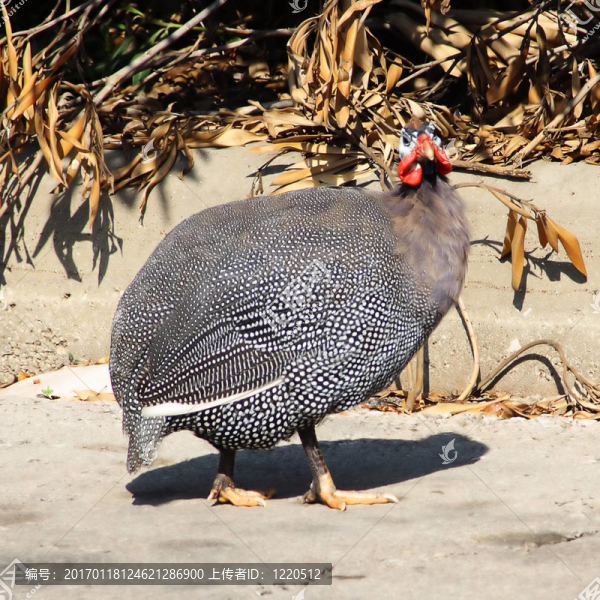 大的鳥(niǎo)-匯圖網(wǎng) www.fosd68.com 大的鳥(niǎo)