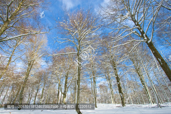 樹(shù)上的雪在Opakua