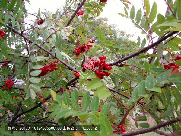 花楸漿果