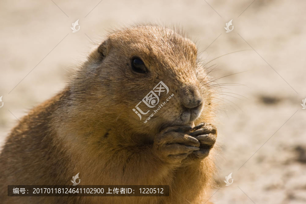 草原犬鼠