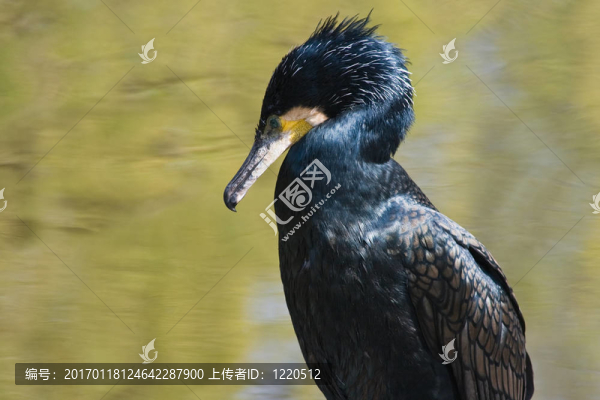 鸕鶿
