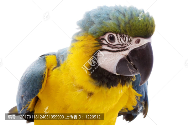 藍(lán)黃金剛鸚鵡