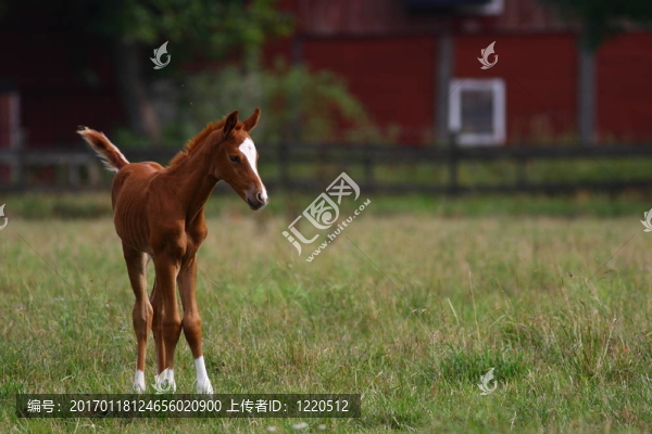 小馬駒