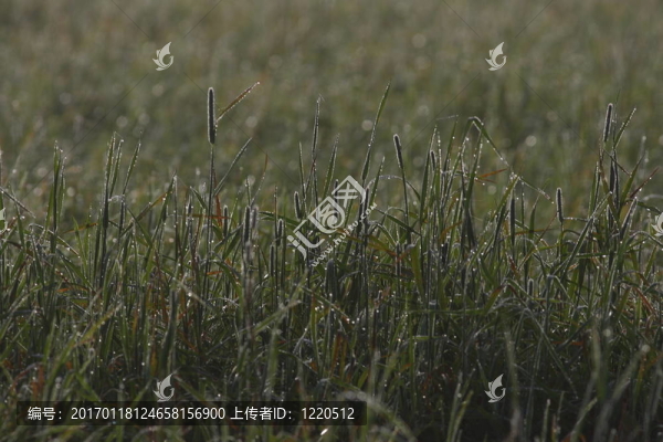 綠草露