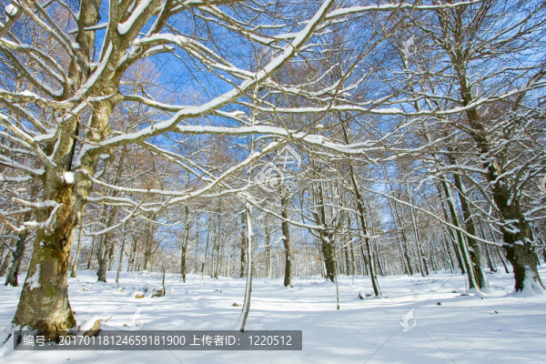 森林覆蓋著雪的Opakua