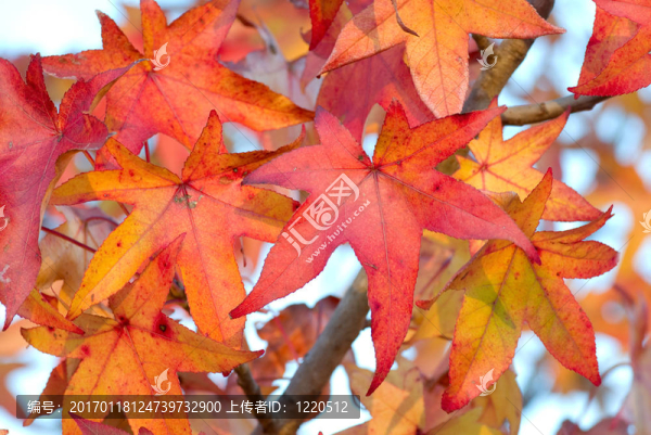 秋天的落葉背景