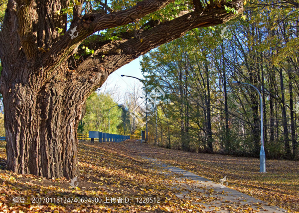 公園的秋天
