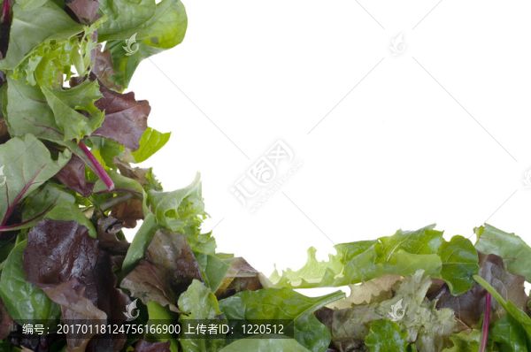 奶油生菜架