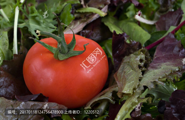 新鮮番茄和生菜