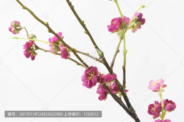 人工梅花