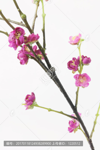 梅花-匯圖網(wǎng) www.fosd68.com 梅花