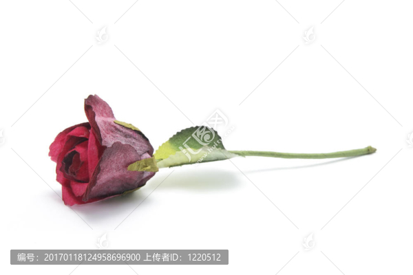 紅玫瑰