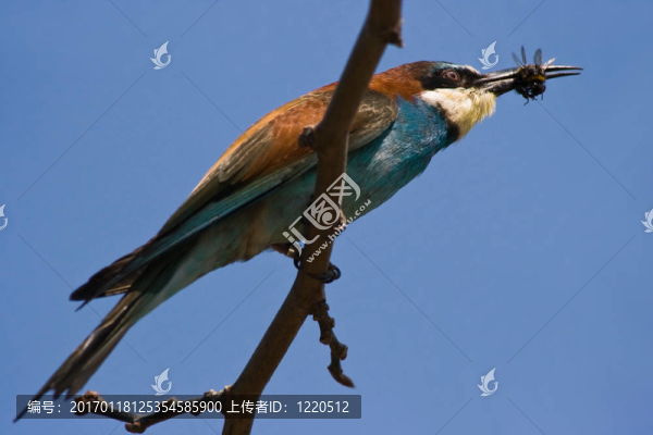 食蜂鳥和蜜蜂