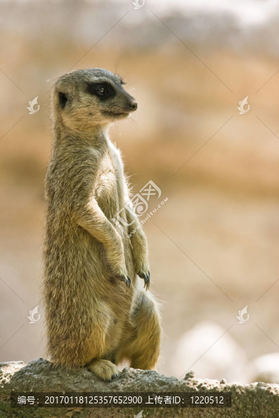 貓鼬-匯圖網(wǎng) www.fosd68.com 貓鼬