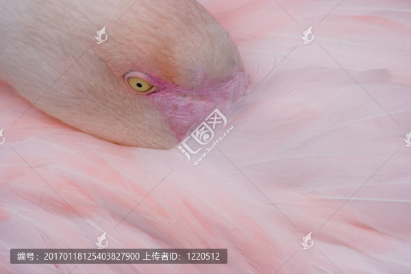 火烈鳥