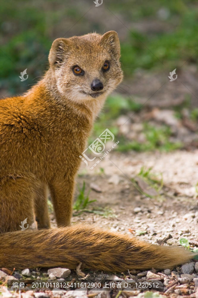 黃mangoose-匯圖網(wǎng) www.fosd68.com 黃mangoose