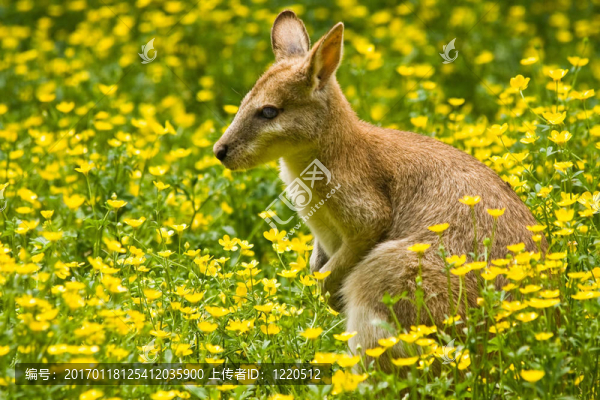 袋鼠-匯圖網(wǎng) www.fosd68.com 袋鼠
