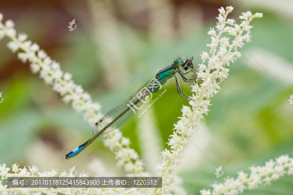 藍(lán)豆娘吃的獵物-匯圖網(wǎng) www.fosd68.com 藍(lán)豆娘吃的獵物