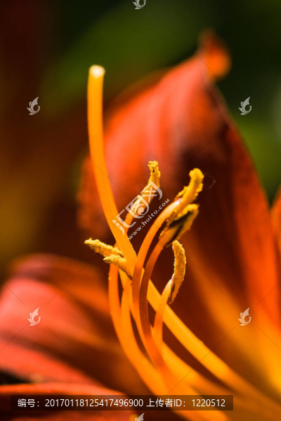 花細節(jié)