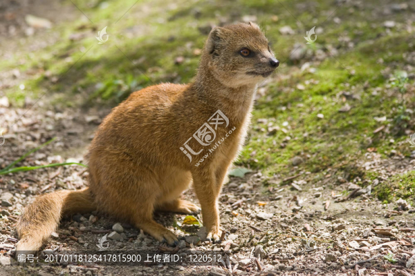筆尾獴