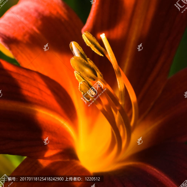 花的光芒