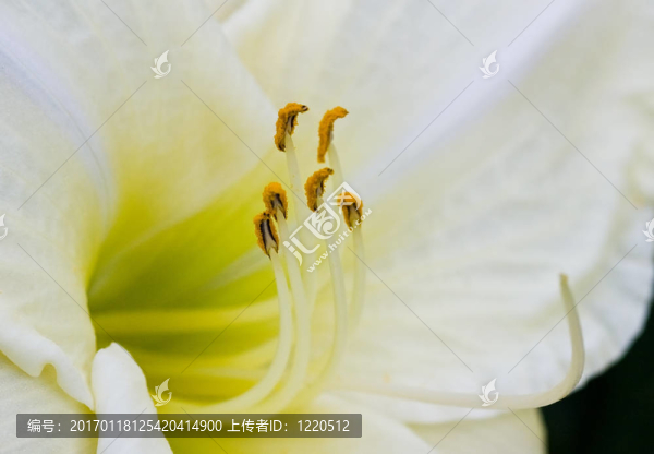 莉莉