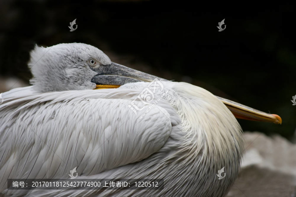 Pelican休息
