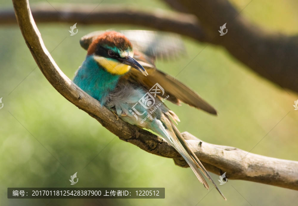 食蜂鳥(niǎo)在廁所-匯圖網(wǎng) www.fosd68.com 食蜂鳥(niǎo)在廁所