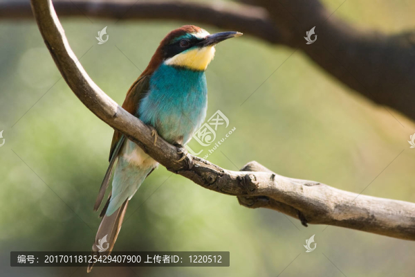蜂虎看