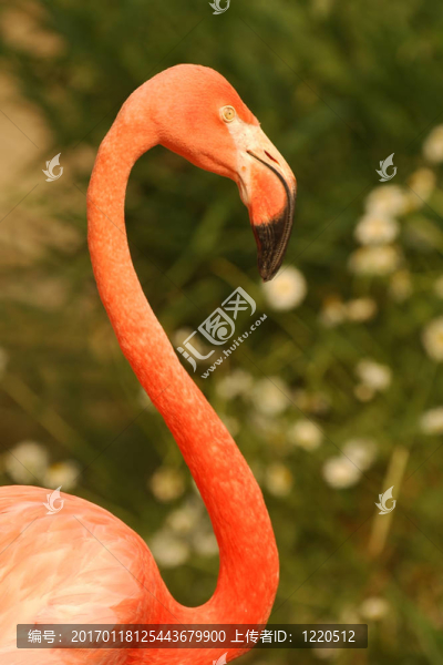 火烈鳥(niǎo)-匯圖網(wǎng) www.fosd68.com 火烈鳥(niǎo)