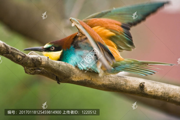 黃喉蜂虎
