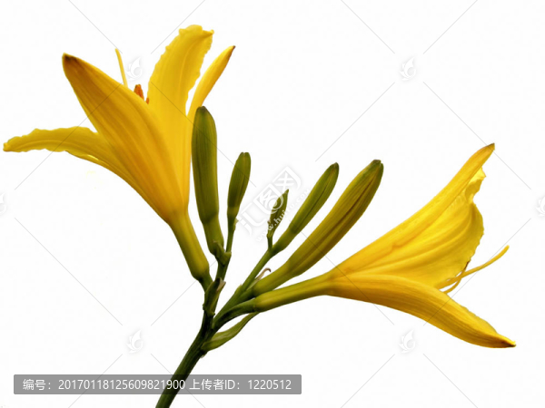 萱草
