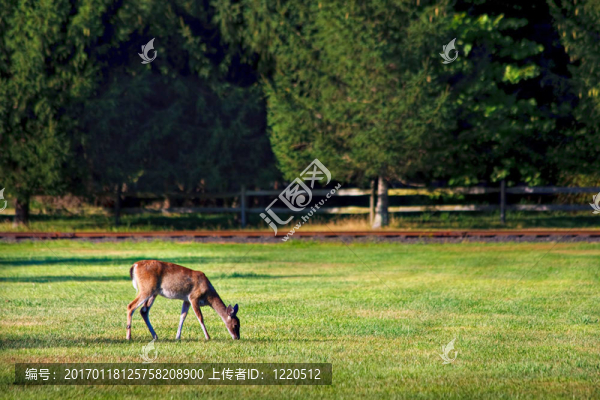 鹿在Field