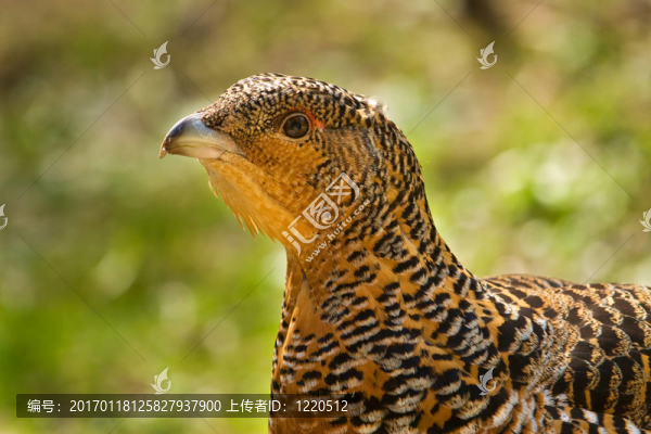 松雞Tetrao,urogallus木材-