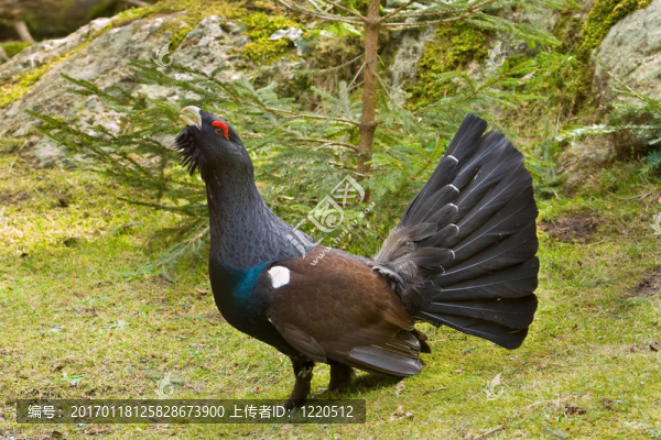松雞Tetrao,urogallus木材-