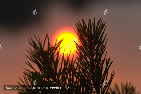 太陽(yáng)在松樹(shù)枝之間