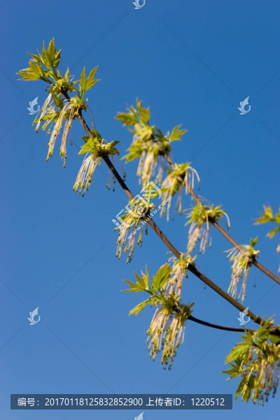 春天：綠色的藍色