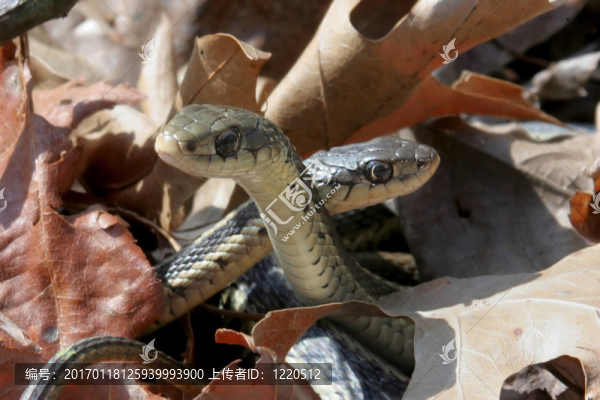 對(duì)Garter,Snakes