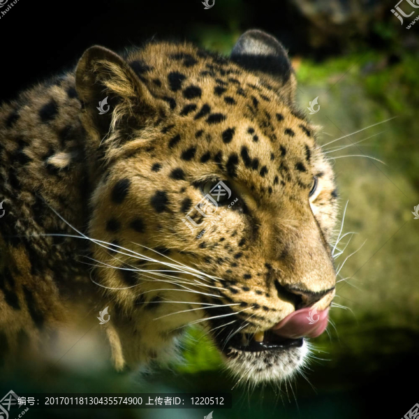 amourpanther