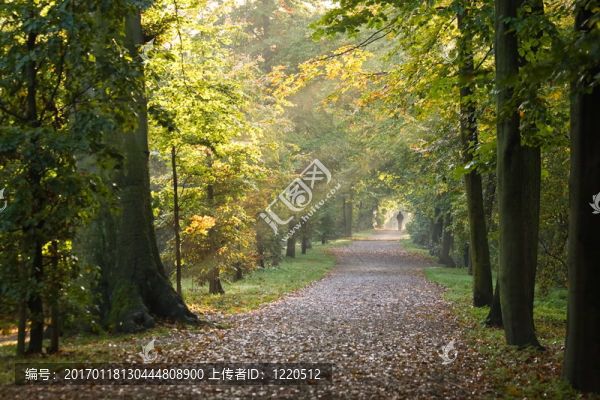 公園里的小路