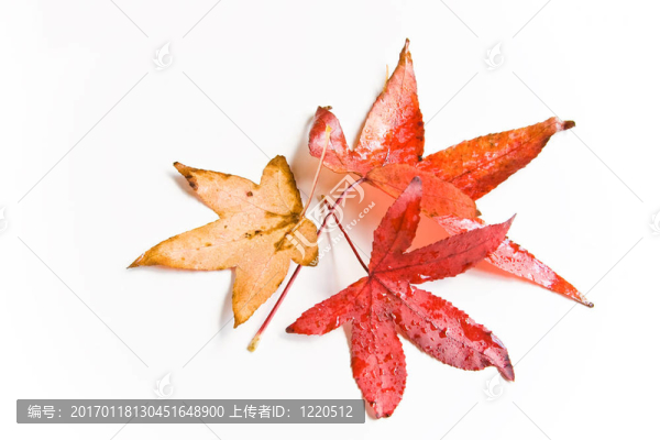 濕的秋葉